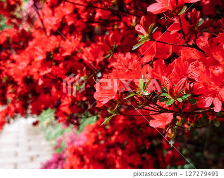 Red flowering bush with green leaves 127279491