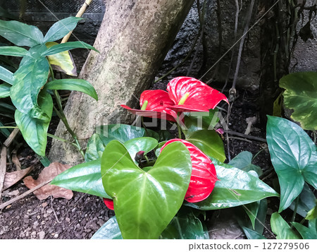 Red flower with green leaves is growing next to a tree 127279506