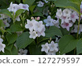 Deutzias flower (close-up) 127279597