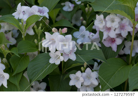 Deutzias flower (close-up) 127279597