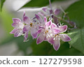 Pink Deutzias flowers (close-up) 127279598