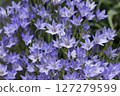 Brodia (Tritelia) 127279599