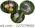 Hybridized freesia flower 127279600