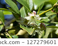 Shikimi flower 127279601