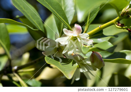 Shikimi flower 127279601