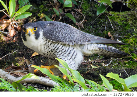 獵鷹注意到了我們 獵鷹注意到了我們 127279636