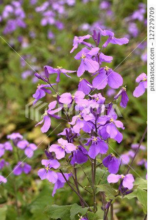 紫色花花 127279709