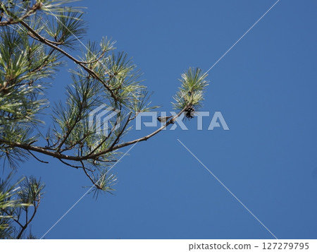 A great tit perched on a pine tree. Manganji, Minamioguni-machi, Aso-gun, Kumamoto Prefecture 127279795