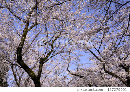盛開的櫻花在藍天中閃耀 127279901