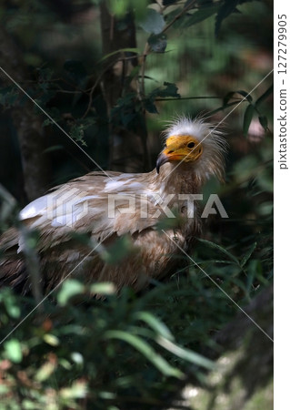 埃及禿鷹在草叢中轉身 127279905