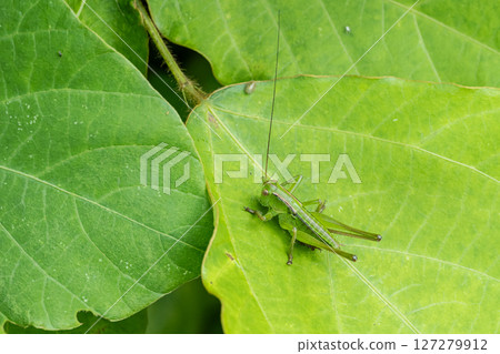 Grasshopper larva 127279912