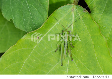 Katydid larva (female) Katydid larva (female) 127279914