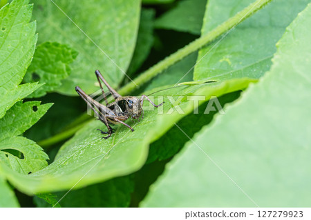 Himegisu larva Himegisu larva 127279923