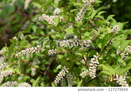 Meadowsweet (Saxifragaceae) Deciduous shrub 127279930