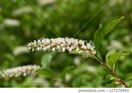 繡線菊(虎耳草科)落葉灌木 繡線菊(虎耳草科)落葉灌木 127279943