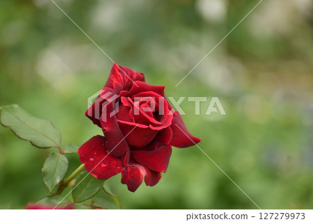 深紅色的春天玫瑰 深紅色的春天玫瑰 127279973