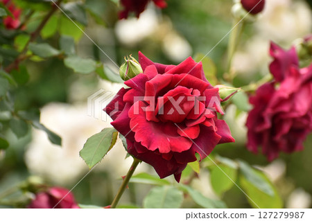 深紅色的春天玫瑰 127279987