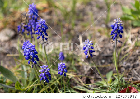 藍紫色葡萄風信子 127279988