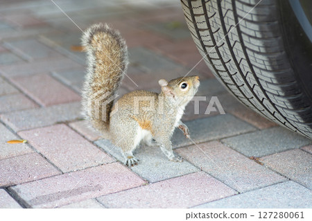 An eastern gray squirrel wary of car tires An eastern gray squirrel wary of car tires 127280061