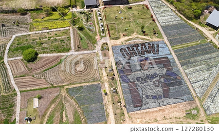 [Flower Station Sera_Sera Lily Garden_Flower Picture [Otani Player]] Drone Aerial Photography_SERAHANAME_No08 127280130