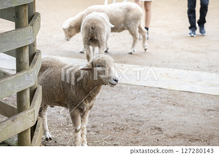 Andersen Park Cute Sheep 127280143