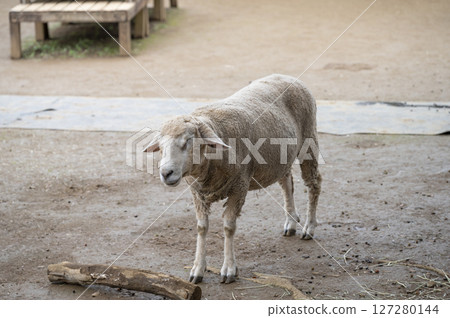 安徒生公園可愛的綿羊 安徒生公園可愛的綿羊 127280144