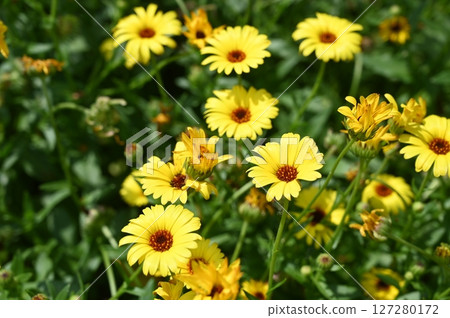 Calendula (Asteraceae) 127280172