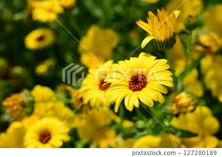 Calendula (Asteraceae) Calendula (Asteraceae) 127280189