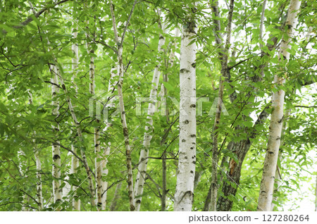 White birch forest in Hokkaido White birch forest in Hokkaido 127280264