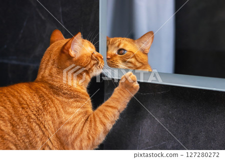 An orange cat curiously looking at its own reflection in a mirror An orange cat curiously looking at its own reflection in a mirror 127280272