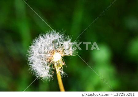 A detailed closeup of a dandelion against a vivid green background A detailed closeup of a dandelion against a vivid green background 127280291