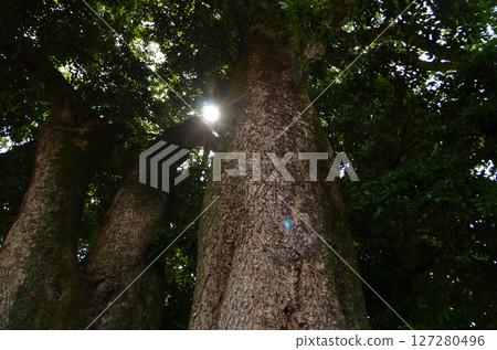 位於埼玉縣日高市上山的駒川神社的神樹是紅楠。 127280496