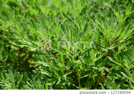 Mokubyakko (Asteraceae) Mokubyakko (Asteraceae) 127280504