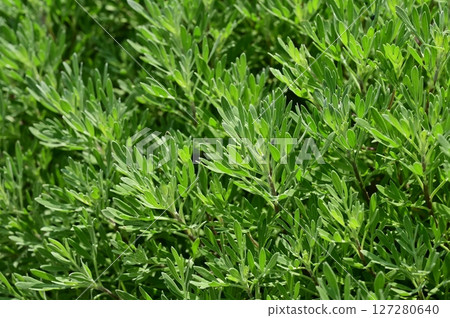 Mokubyakko（菊科） 127280640