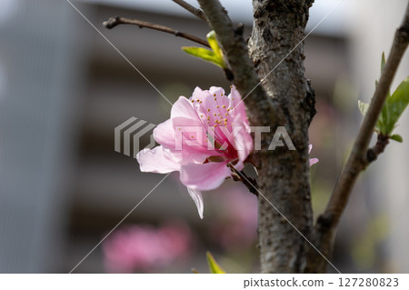 深粉紅色的桃花 深粉紅色的桃花 127280823
