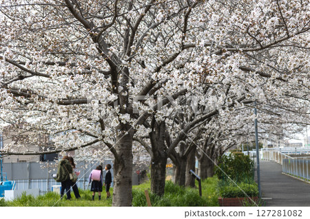 Cherry blossom trees and new school parents and children 127281082
