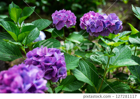 Hydrangea blooming in the rainy season Hydrangea blooming in the rainy season 127281117