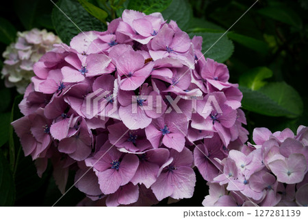 粉紅繡球 127281139