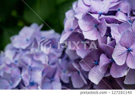 在雨季盛開的繡球 127281140