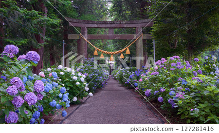 Hydrangeas on the approach to Isoyama Shrine in Kanuma City 127281416