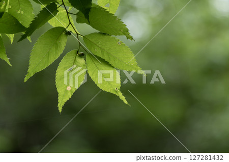 發光在光的年輕人葉子新鮮的葉子 發光在光的年輕人葉子新鮮的葉子 127281432