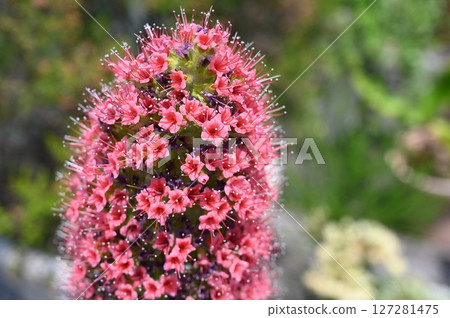 Echium wildpretii, Lamiales, Violaceae Echium wildpretii, Lamiales, Violaceae 127281475