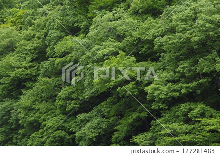 一片充滿新鮮綠葉的森林 一片充滿新鮮綠葉的森林 127281483