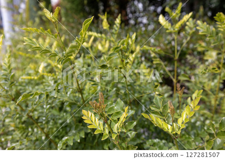 Green background / Fraxinus serrata leaves 127281507