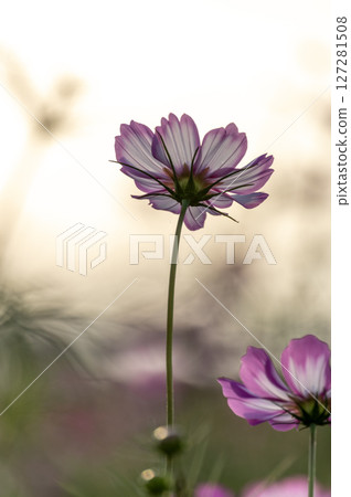 Cosmos illuminated by the setting sun 127281508