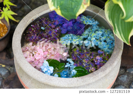 箱根強羅公園的繡球花 127281519