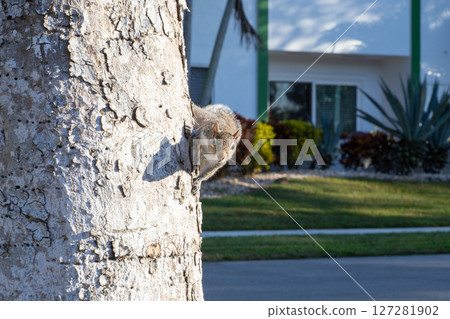 An eastern gray squirrel appears in a residential area 127281902