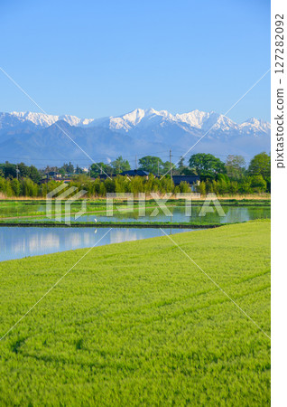 Rice fields, the Northern Alps, and wheat fields [Azumino City in early summer] 127282092