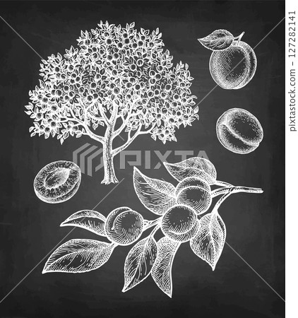 Apricot tree and fruits chalk sketches. Apricot tree and fruits chalk sketches. 127282141