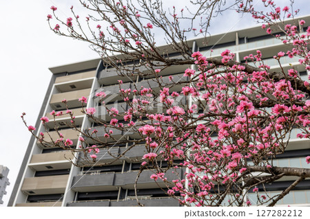Flowering peach (Terute peach) and apartment building 127282212